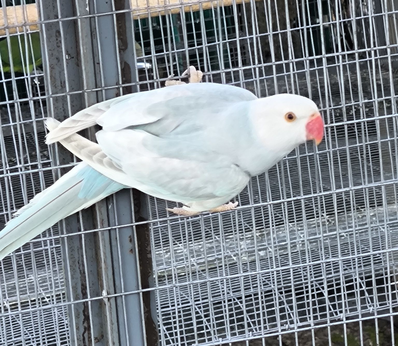 Ring Necks 2025 (Sexados)