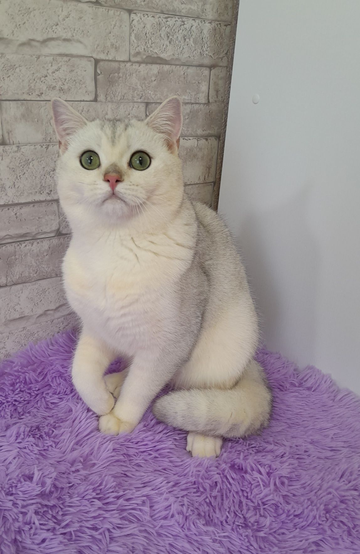 Срібна шиншила, лагідний британський котик