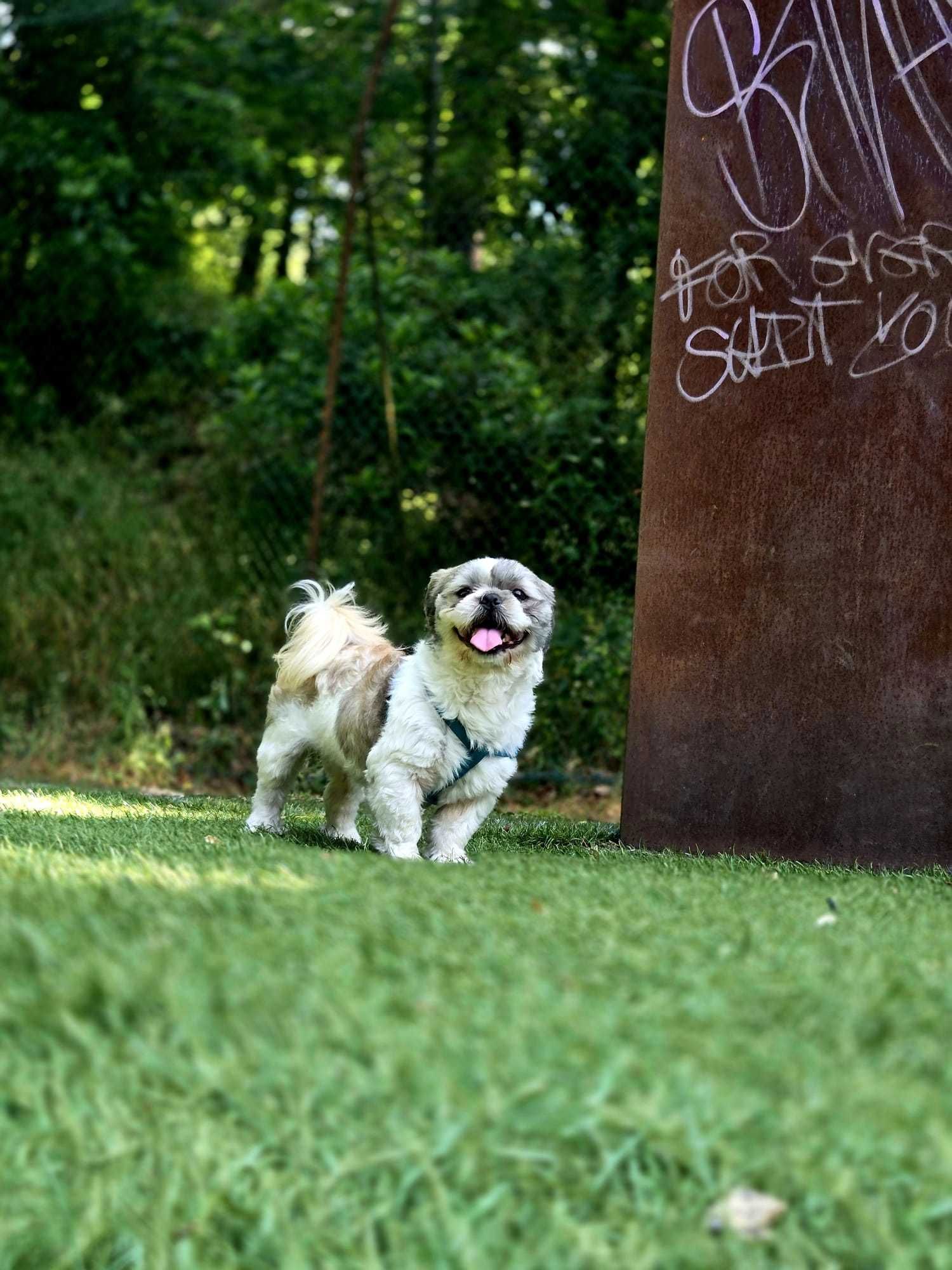Shih-tzu macho com 3 anos pronto para namorar