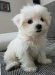 Bichon maltês mini