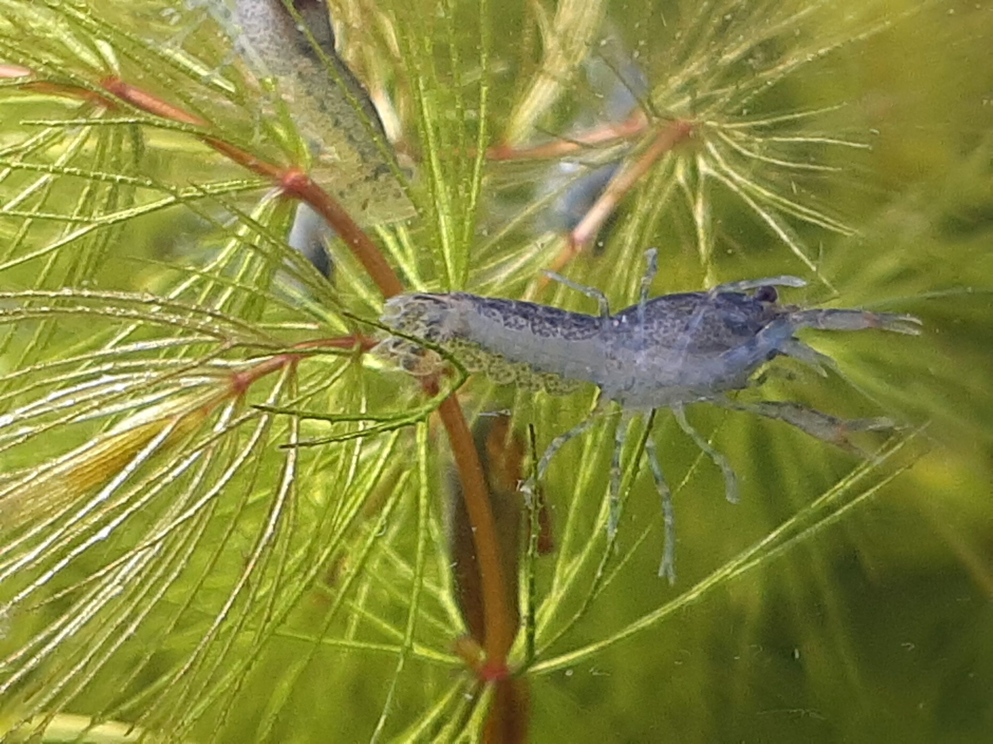 Raczki miniaturowe Cambarellus diminutus