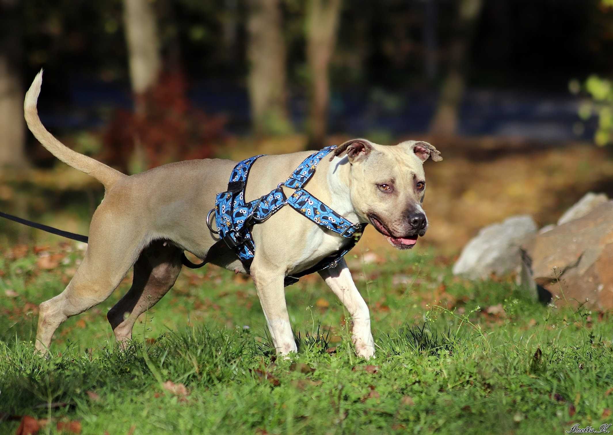Renesme czeka na wspaniały dom - pitbull do adopcji