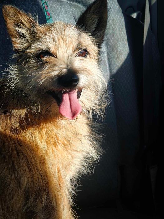 Terrier KORI do adopcji