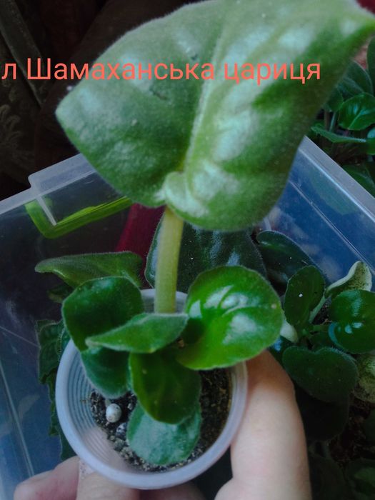 Продам фіалочки дітки, листочки з дітками