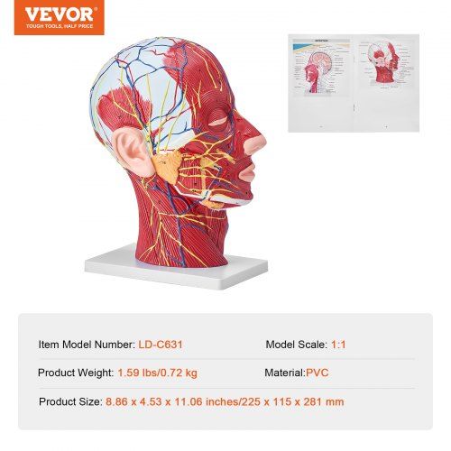 Modelo vascular  da cabeça anatomia humana modelo cerebral