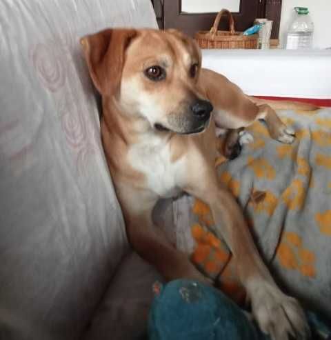 Uwaga Zaginął pies!