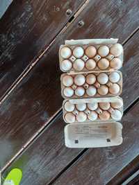 Jajka wiejskie tel 518x561x035