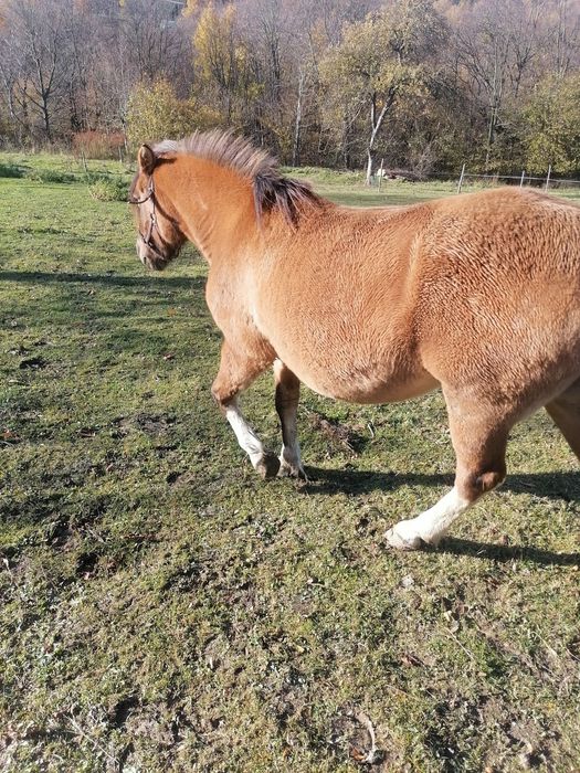 Klacz huculska siodło/bryczka