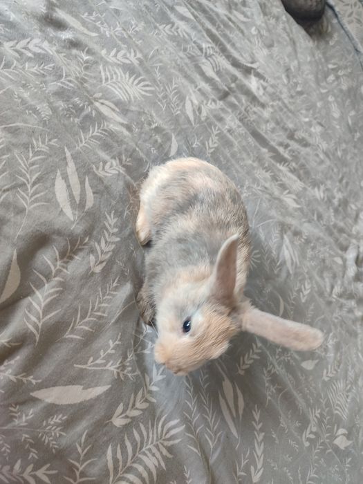 Króliczk miniaturka Teddy karzełek kolorowe umaszczenie