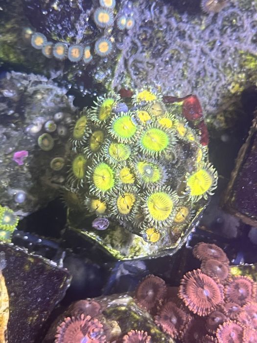 Zoa Zoanthus Pac Man 3 glowy Fluo Zolte FLUOLAMPS.PL WYSYŁKI