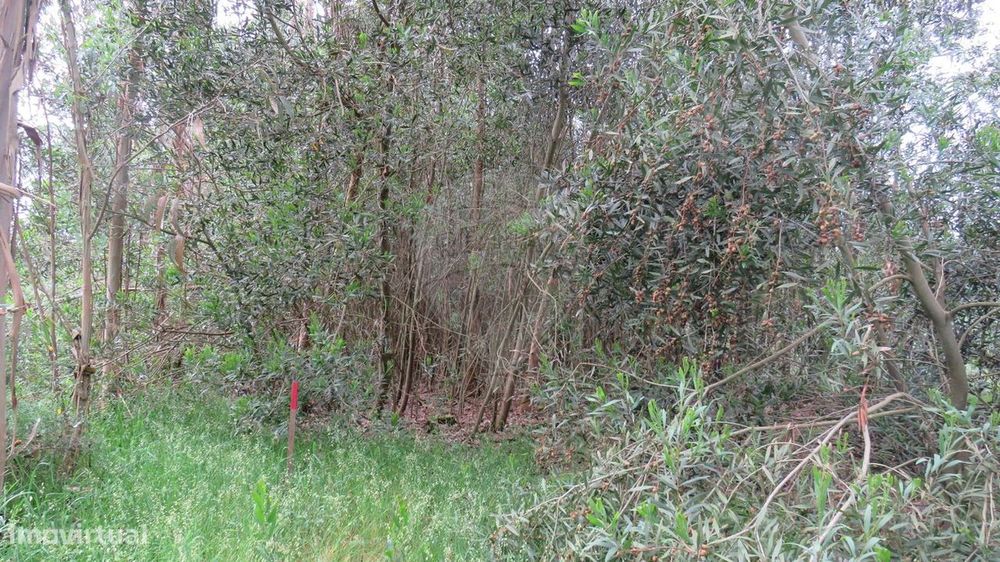 Terreno  para venda