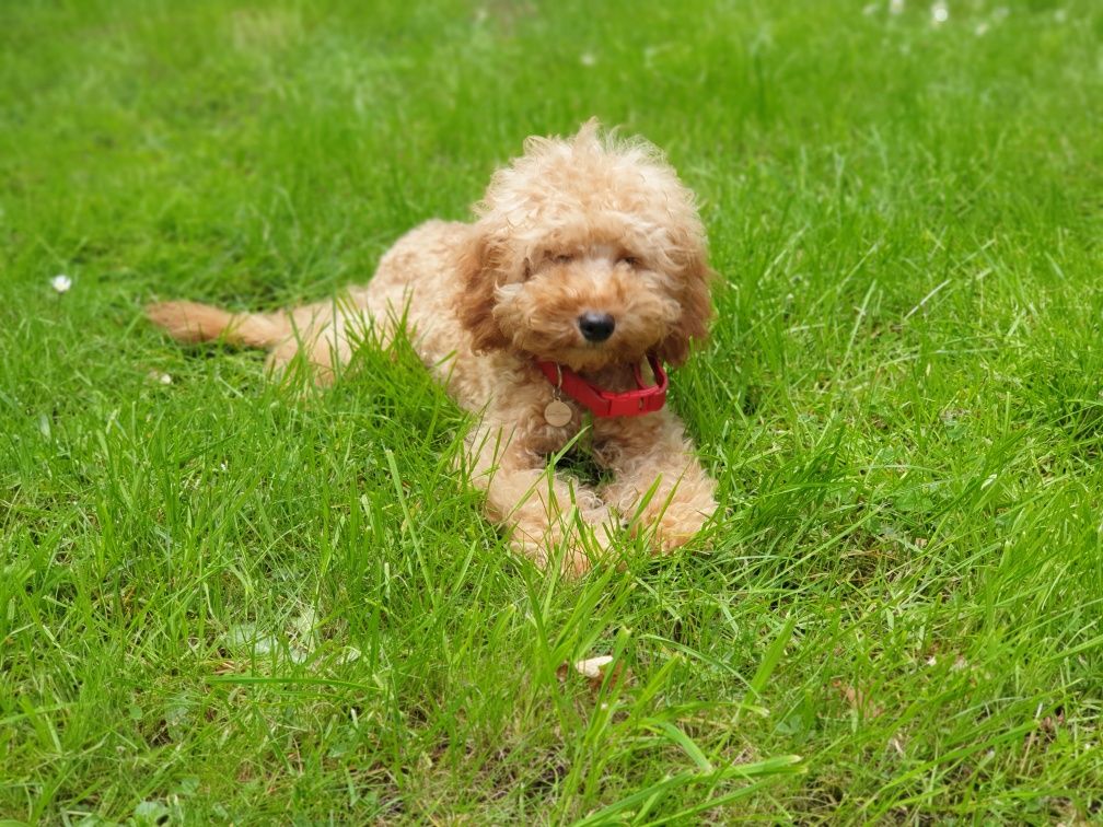 Cavapoo szczeniak! Uroda misia! JEDYNY TAKI !! Przepiekny!!