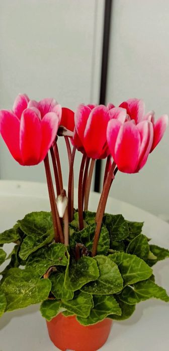 Цикламени квітучі кущики