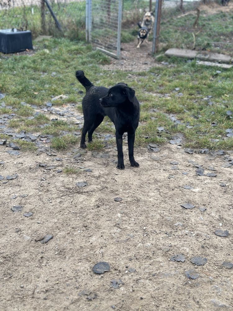 Wegielek do adopcji