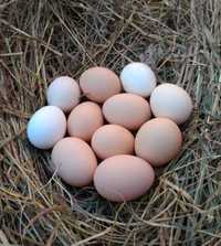 Jajka wiejskie nieduże ilości