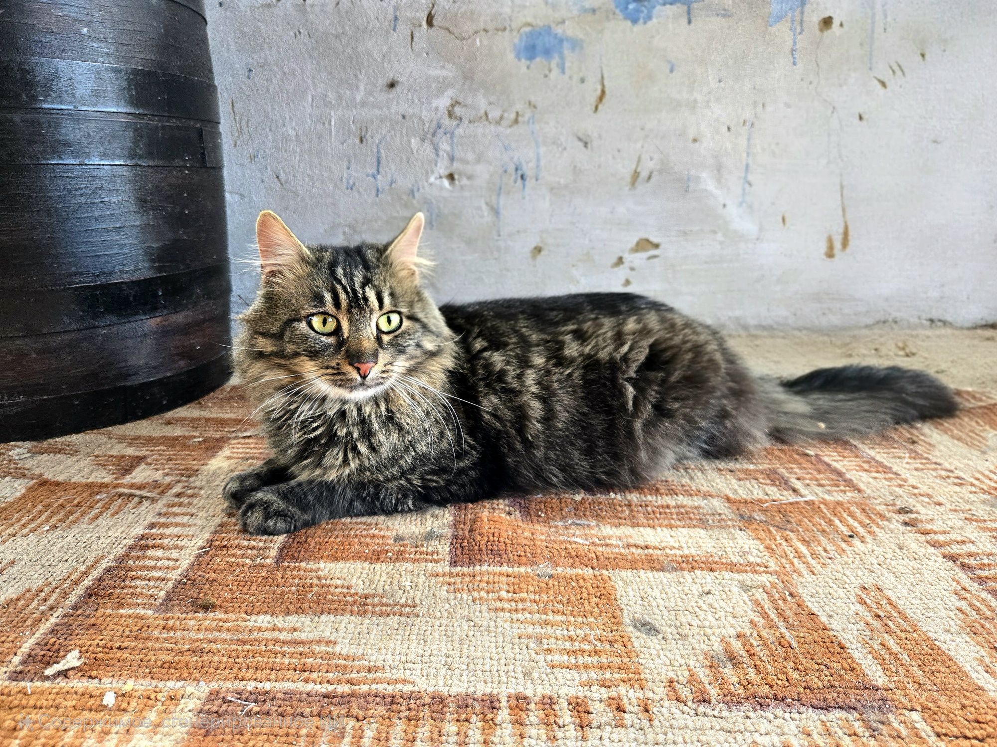 Молодий ласкавий котик