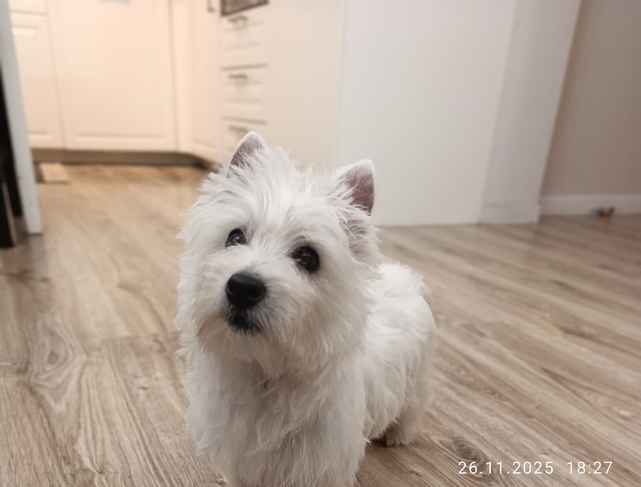 PASZPORT suczka West highland white terrier
