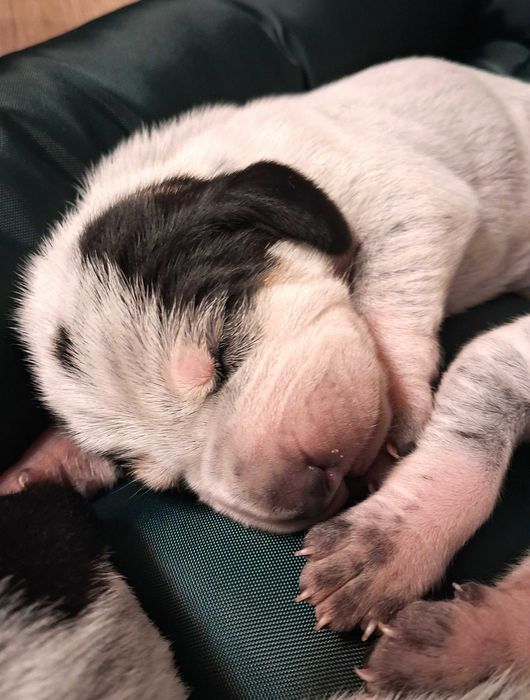 Mały gończy gaskoński FCI/ nie WYŻEŁ, POSOKOWIEC