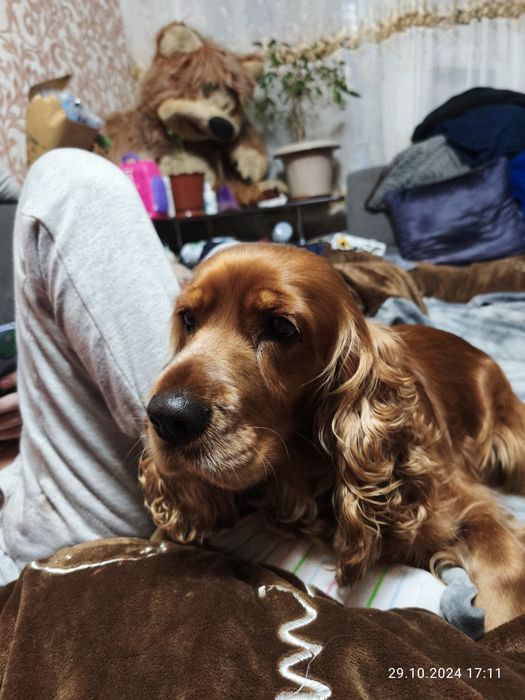 Кокер спаніель жде подружку.