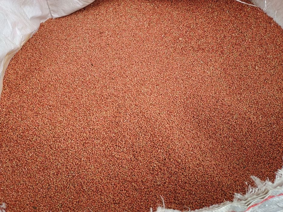 Pszenica zaprawiona pszenżyto zaprawione