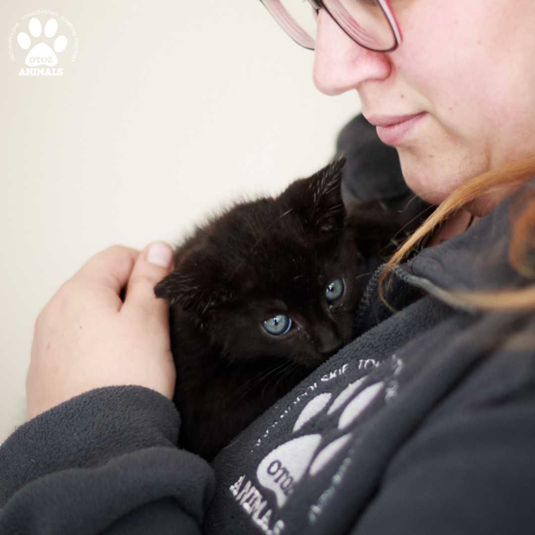 Mały kotek do adopcji! Poznajcie Mimi'ego!