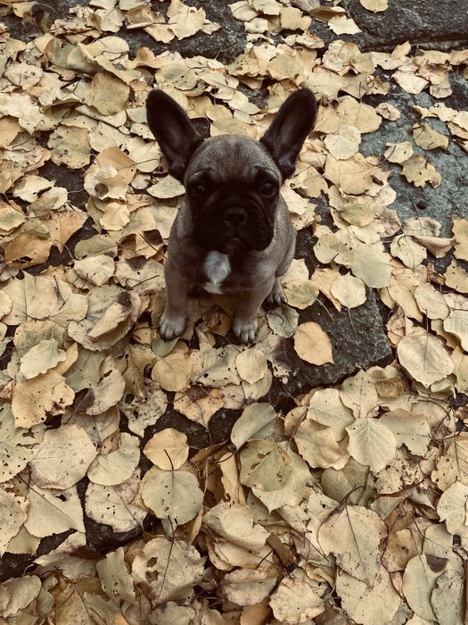 Французький бульдог