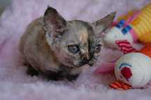 Harmony Calvados*PL słodka  szylkretka dziewczynka Devon Rex