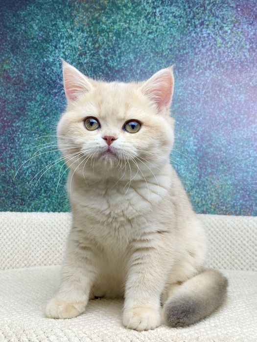 Британська дівчинка ау 11