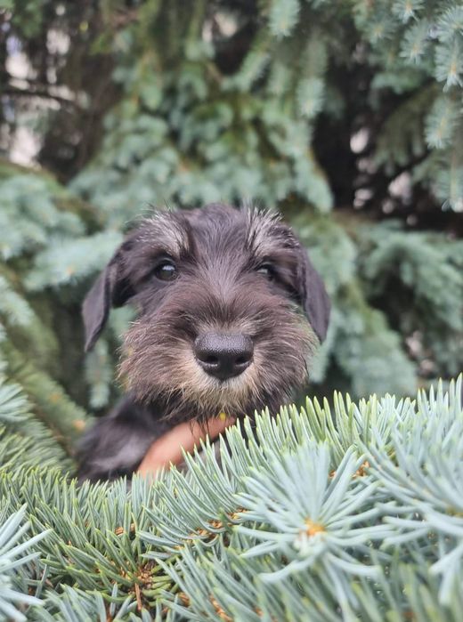 Цуценята цвергшнауцера