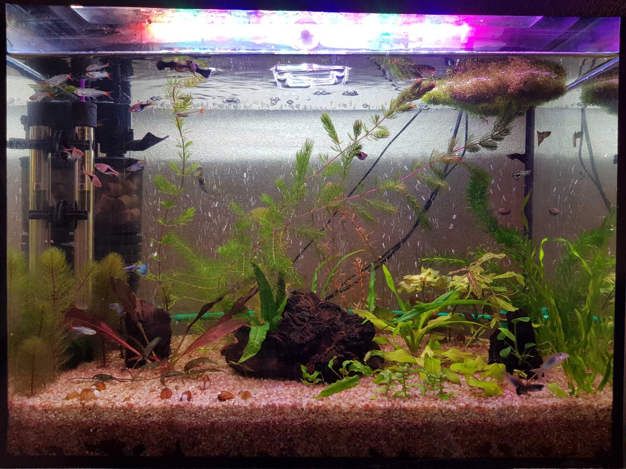 Действующий аквариум с рыбками и растениями - 80 л.
