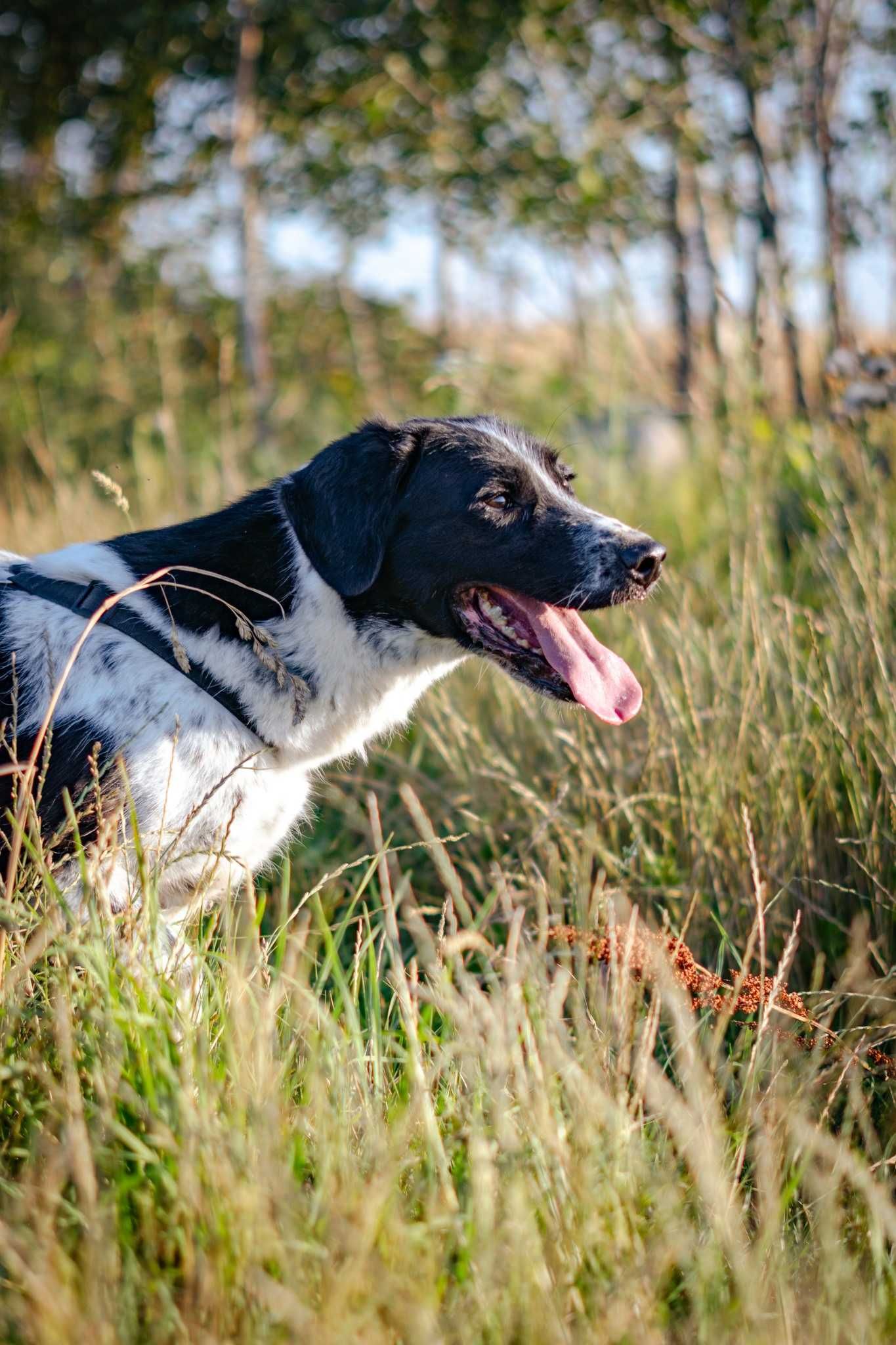Kajtek typie springer spaniel szuka domku