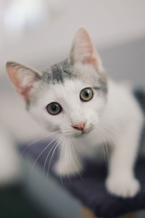 3 gatos bebés machos para adoção responsável