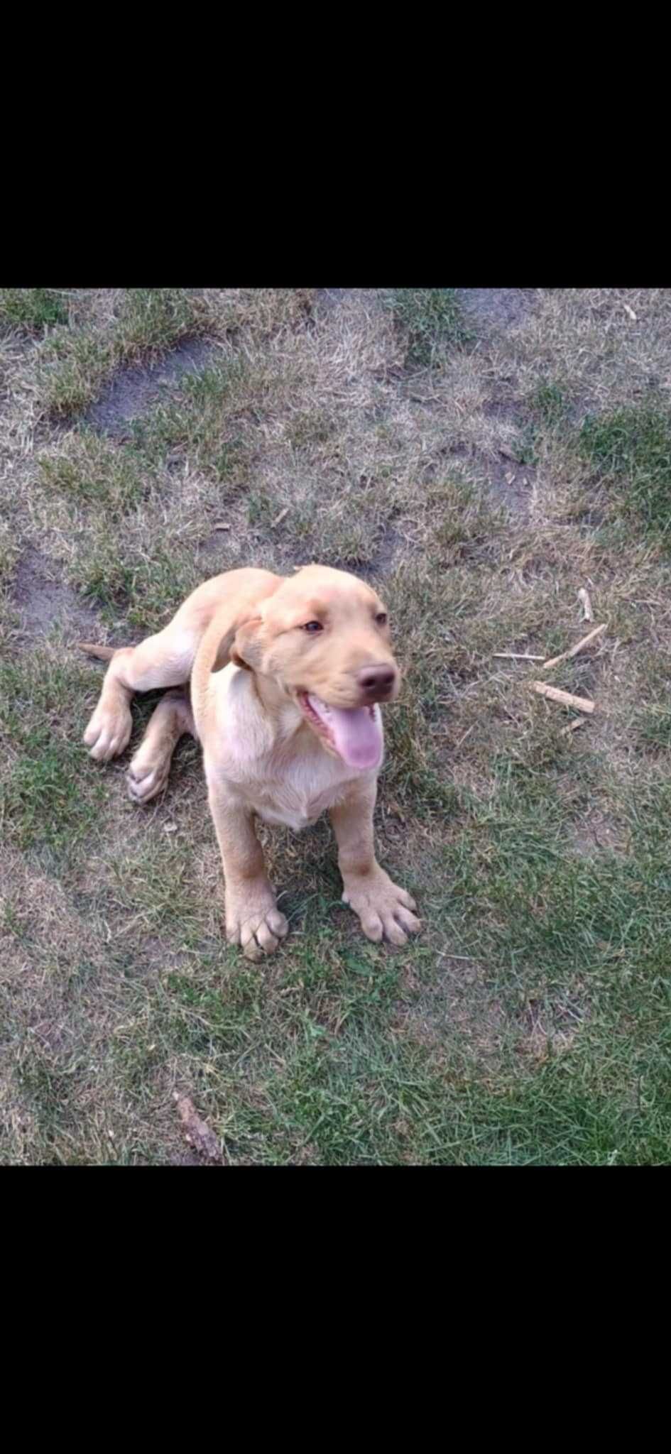 Piękny Labrador Retriever biszkoptowy