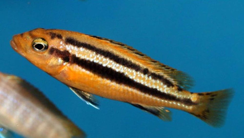 Melanochromis chipokae - PYSZCZAK - dowozimy, wysyłamy