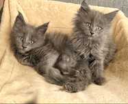 Maine Coon piekna niebieska kotka z rodowodem