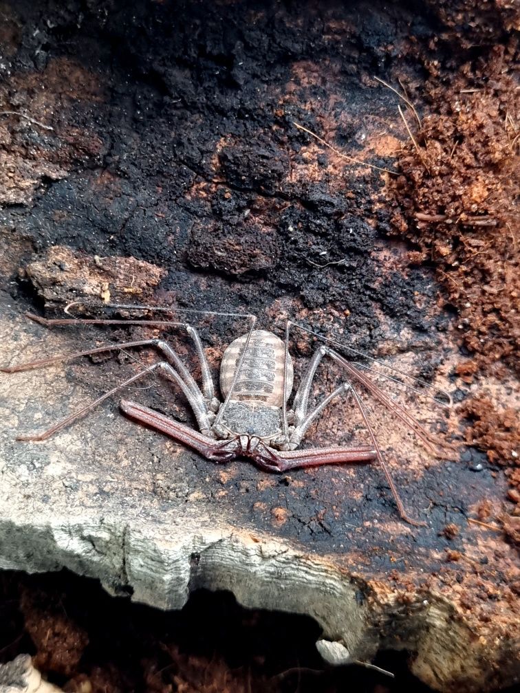 Amblypygi - Euphrynichus bacillifer 2szt stadium Instar5