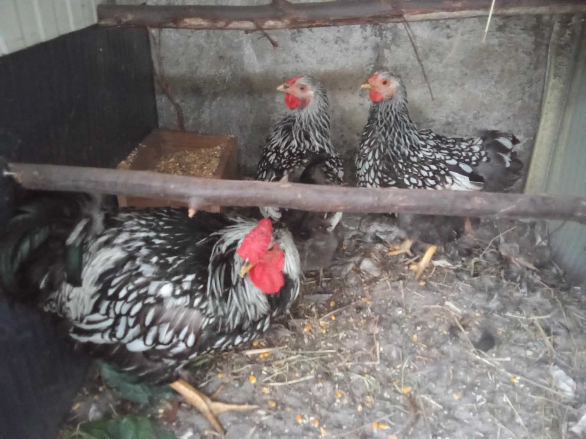 Ovos para incubação