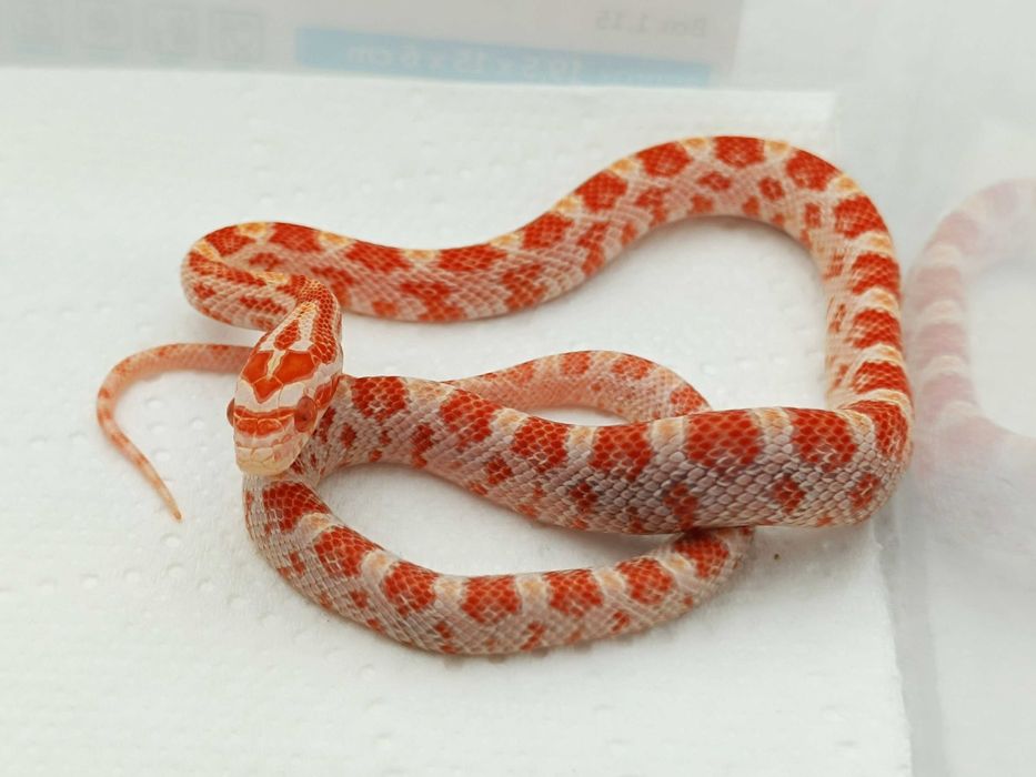 Wąż zbożowy Amel het motley / Węże dla początkujących i nie tylko