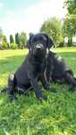 Labrador Retriever piesek czarny