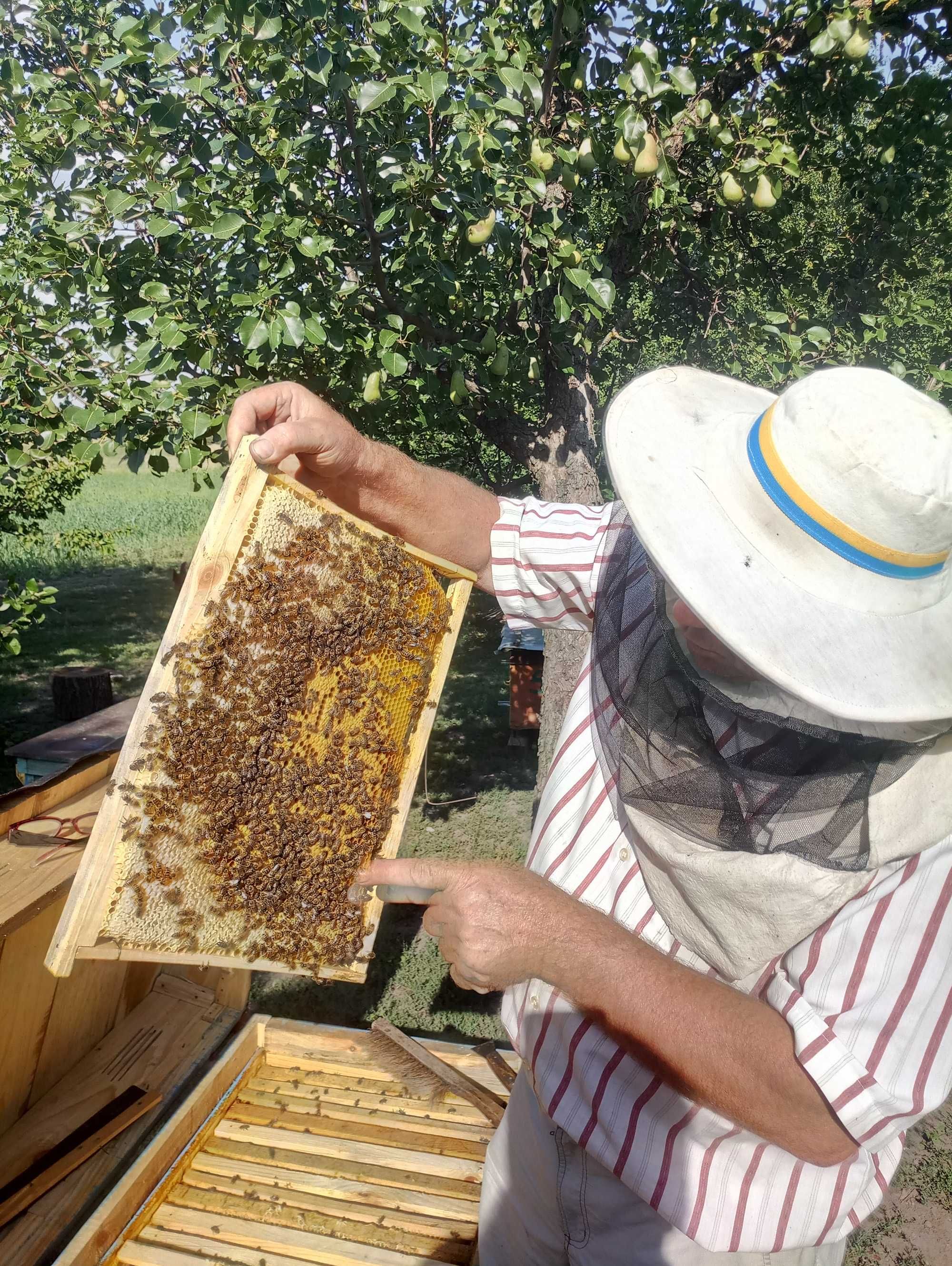 Бджоли, пакети, отводки, пчелы
