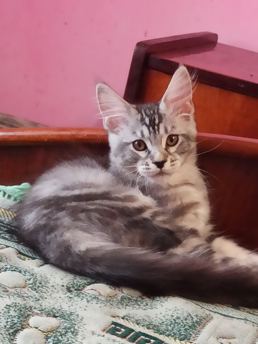 Мейн куни на розпродажу