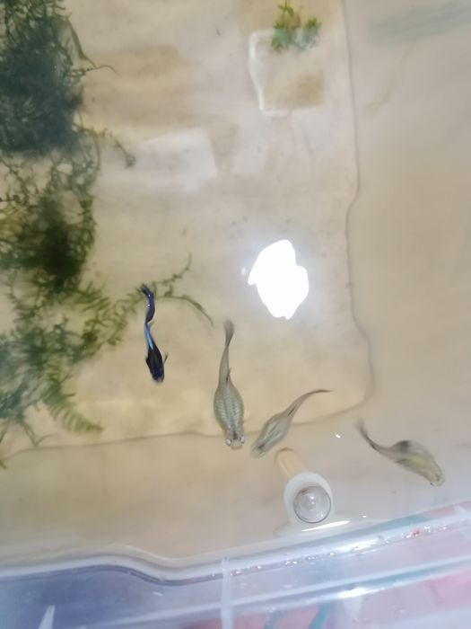 Guppys moscow blue a reproduzir