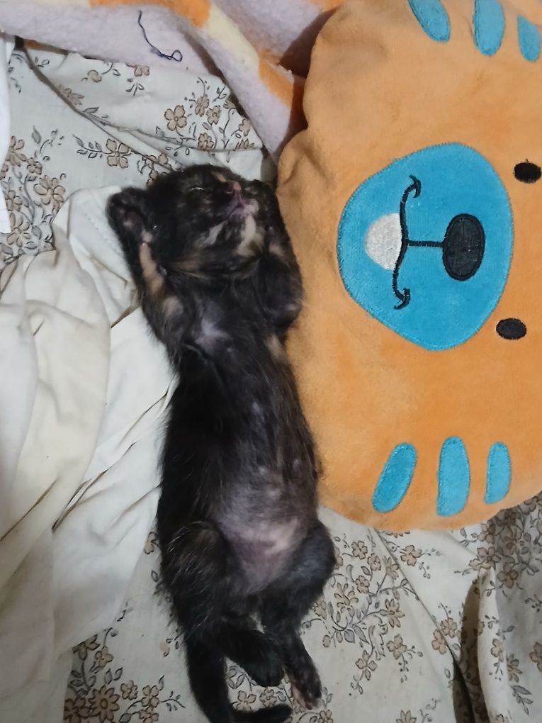 Gatinha bebe fêmea para adoção