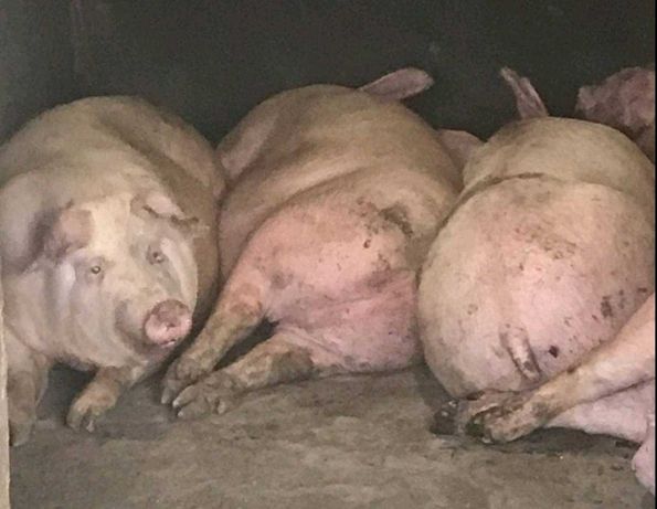 Свині м'ясних порід жива вага