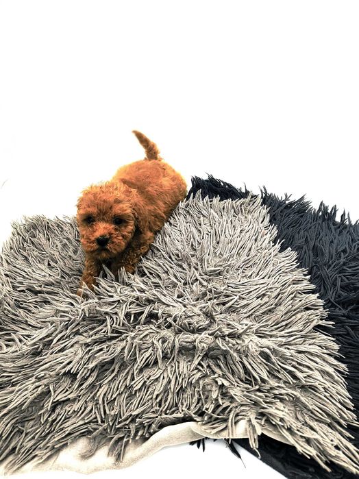 Piękny szczeniaczek pudel miniaturowy red Aslan