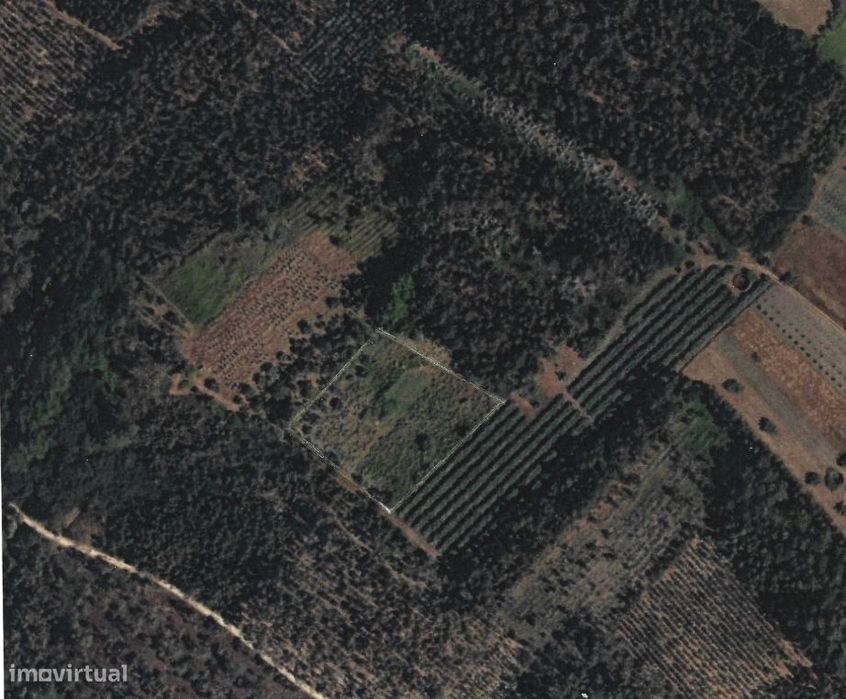 Terreno com vinha para venda