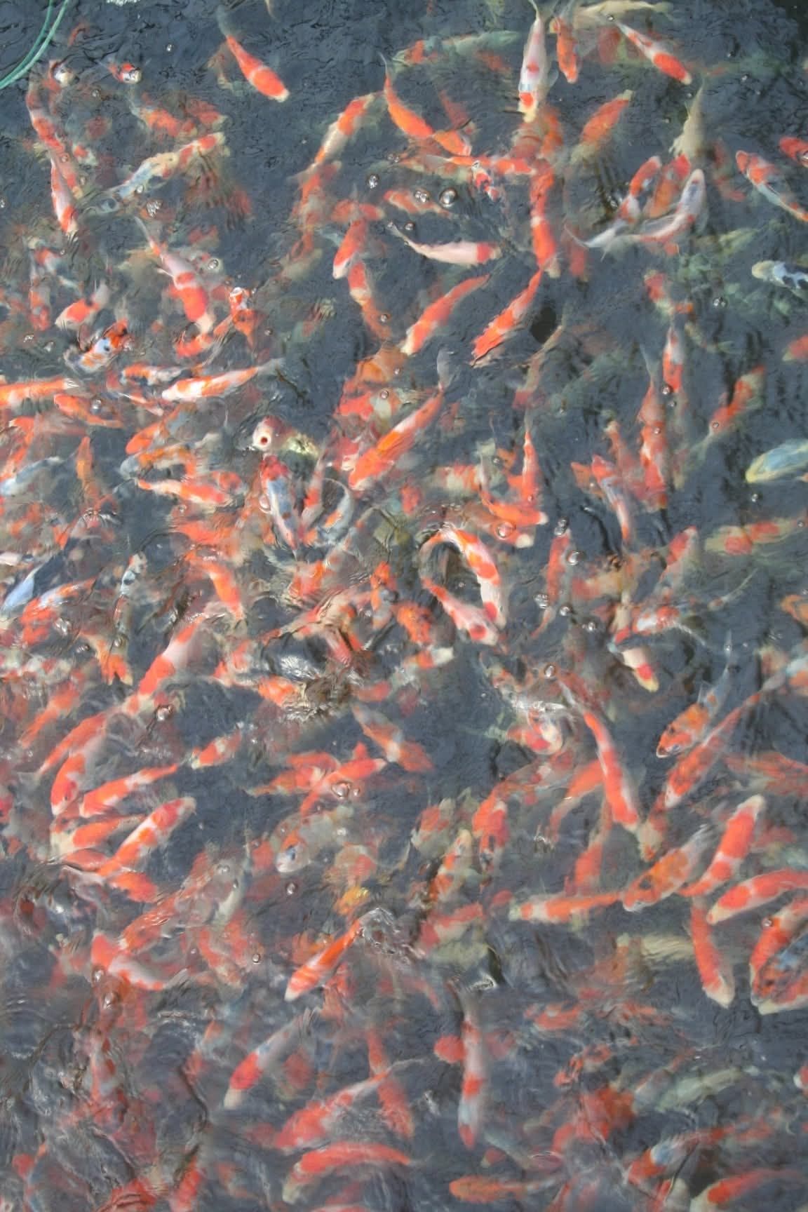Ryby do oczka wodnego Jesiotr Karp koi Pstrąg Karp Karaś koi Lin Amur
