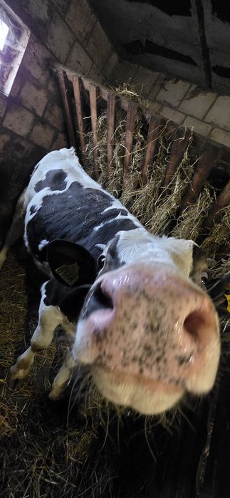 Byczek i jałówka mięsne