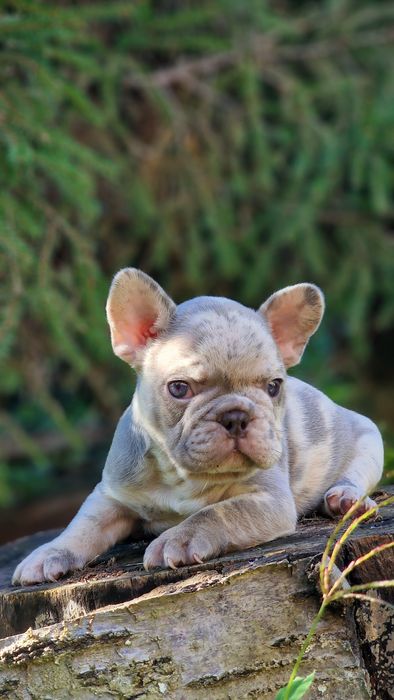 В редком окрасе мальчик