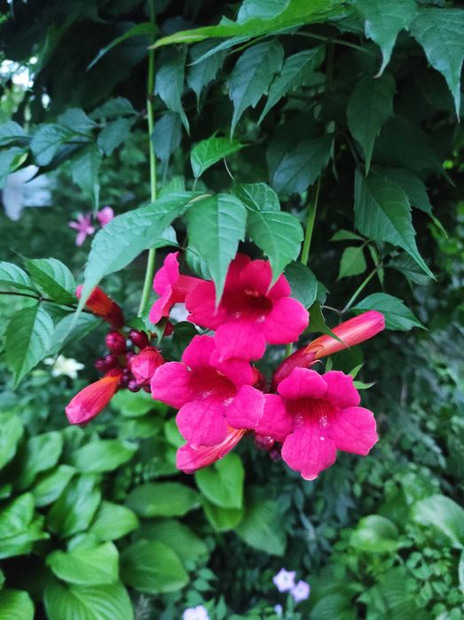 Кампсис ліана трубкоцвіт